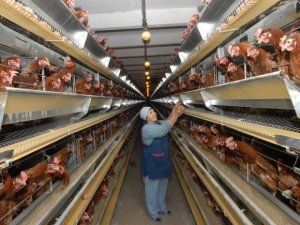Птицефабрика «Боровская» привлекает еще 5 млрд рублей у Сбербанка Птицефабрика «Боровская» привлекает еще 5 млрд рублей у Сбербанка