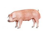 Талент: экономим 6 кг корма на одну откормочную свинью 