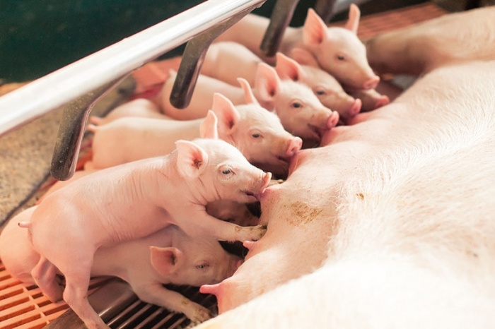 Системы кормления для лактирующих свиноматок