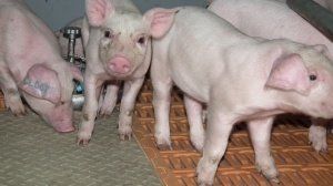 Проект строительства свинокомплекса в Тайшете поддержала Корпорация развития Иркутской области