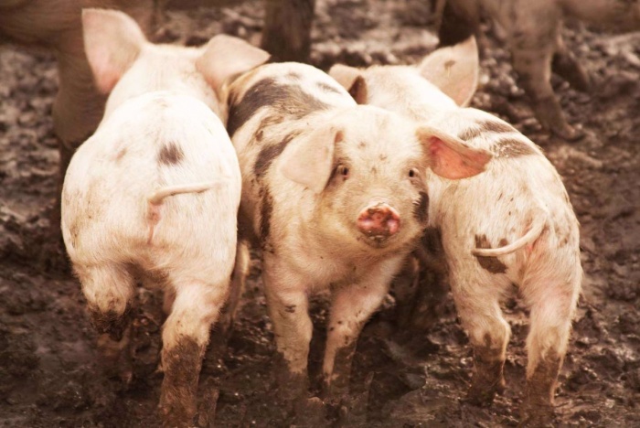 Загрязнение загона свиней