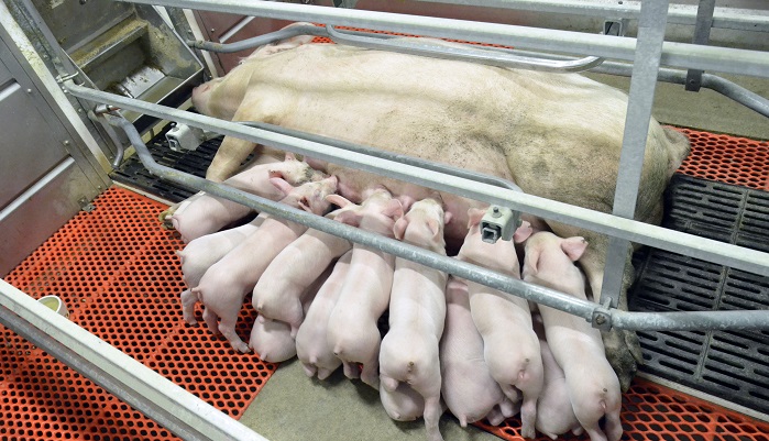 У свиноматок Genesus более высокая сохранность и более высокая ликвидная стоимость