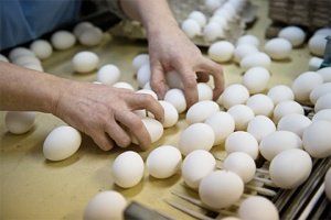 Россия нарастила импорт белорусских куриных яиц