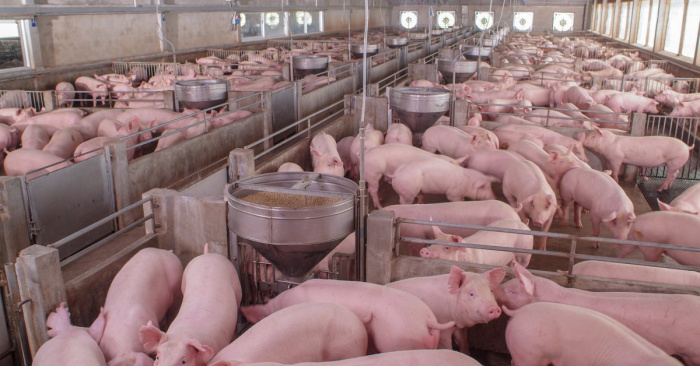 Биозащита свинокомплекса - меры предосторожности