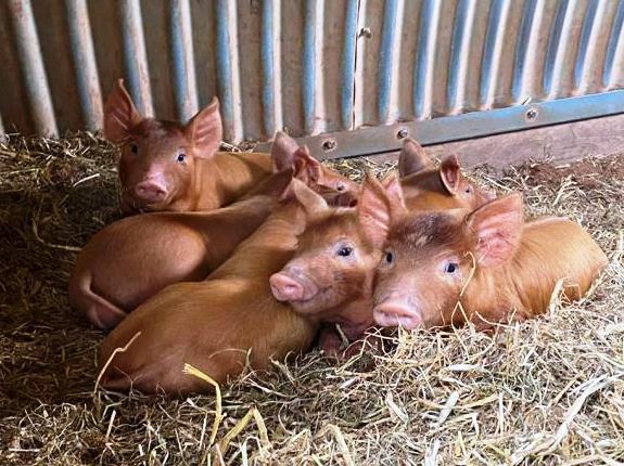 Новая система оценки благосостояния свиней может обеспечить более обоснованный выбор продуктов...