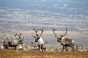 Ямальские аграрии увеличили заготовку оленины