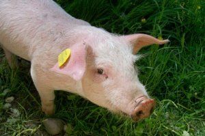Украина: НБУ продал производителя свинины "СвижачОк" Украина: НБУ продал производителя свинины "СвижачОк"
