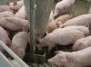 10 способов удешевления кормления свиней
