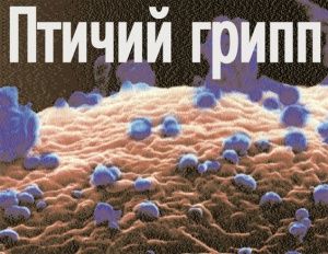 Беларусь запретила ввоз птицы из Китая из-за птичьего гриппа