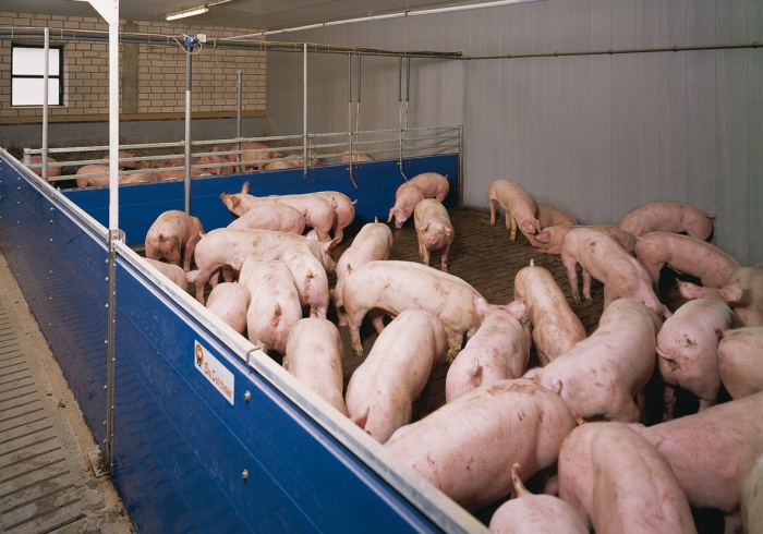 Перевод свиней в новый загон