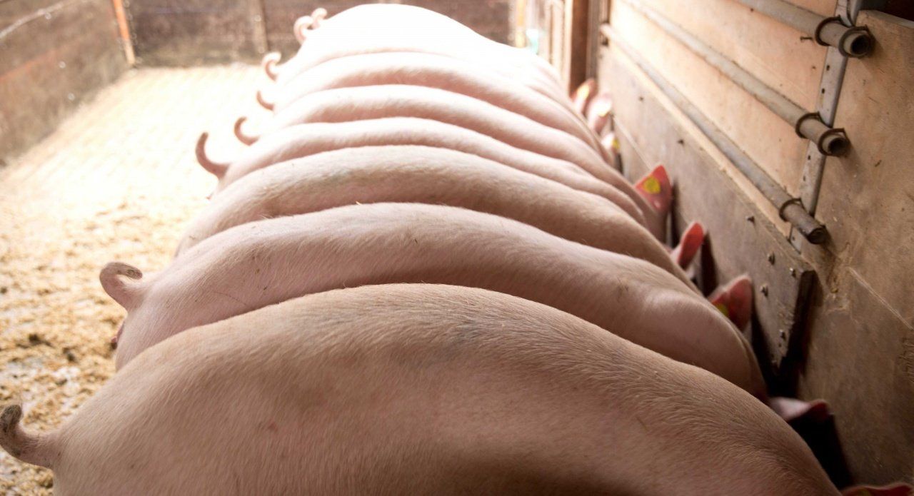 Эффективное и непрерывное производство заключается в надлежащем выращивании свинок