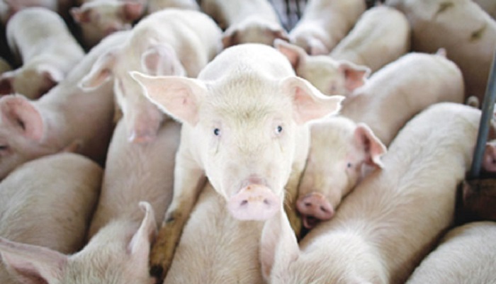 Стандартный метод работы со свиньями: Кастрация поросенка с использованием обезболивающих сред...