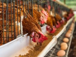 Производство птицы в хозяйствах всех категорий увеличилось на 5,2% (данные за I полугодие)