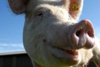 Что важно знать свиноводам в области снижения зависимости от антибиотиков, контроля микотоксинов и минерального питания