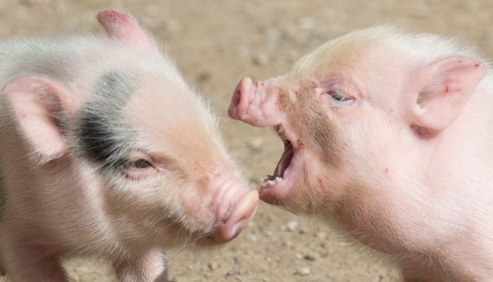 Причины агрессии свиней