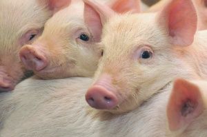 Мясной, беконный или до жирных кондиций: какой откорм свиней самый эффективный? 