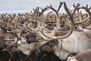 План убойной кампании в Ненецком округе выполнен на 50% План убойной кампании в Ненецком округе выполнен на 50%