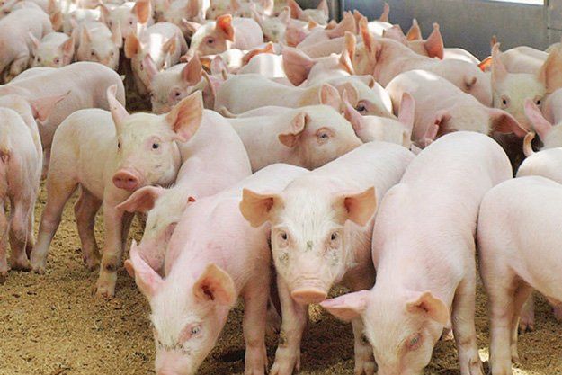 Цена свиней при наличных сделках начинает расти.