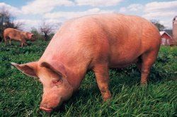 Формирование мясности свиней