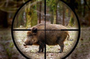 В Польше за два месяца выявили 50 случаев АЧС у кабанов