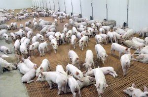 В Мордовии будет построен еще один крупный свинокомплекс