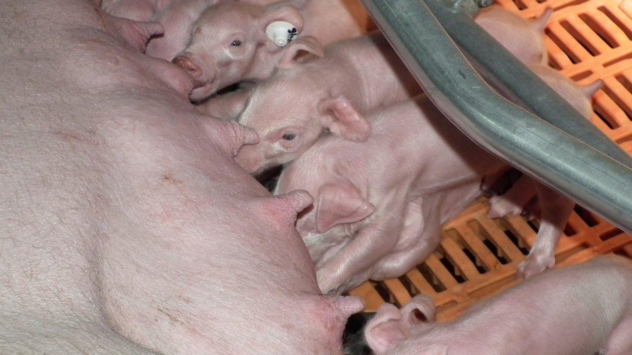 Здоровье свиньи, наследственность свиноматки Часть 1