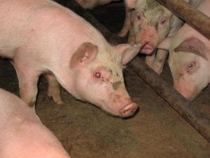 Буферное действие и связывание кислоты в кормлении свиней