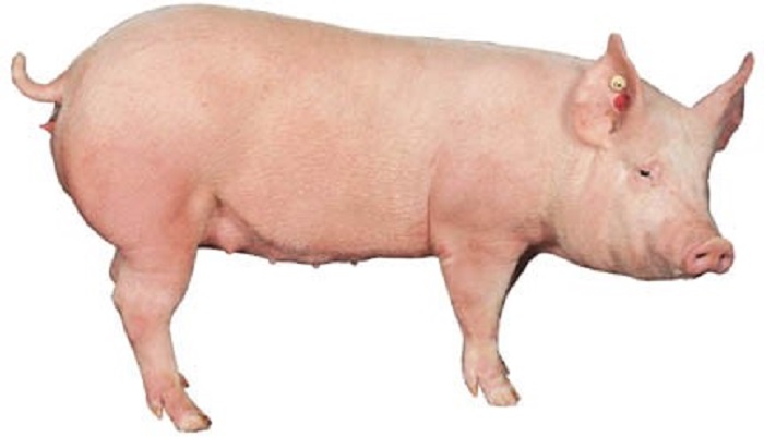 В праздничные дни цены на убойных свиней никогда не радуют производителей