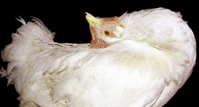 Кокцидиоз кур в условиях промышленного бройлерного птицеводства. Экономическое значение, метод...