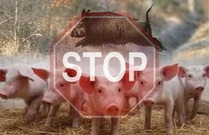 О вспышке африканской чумы свиней на территории Калининградской области