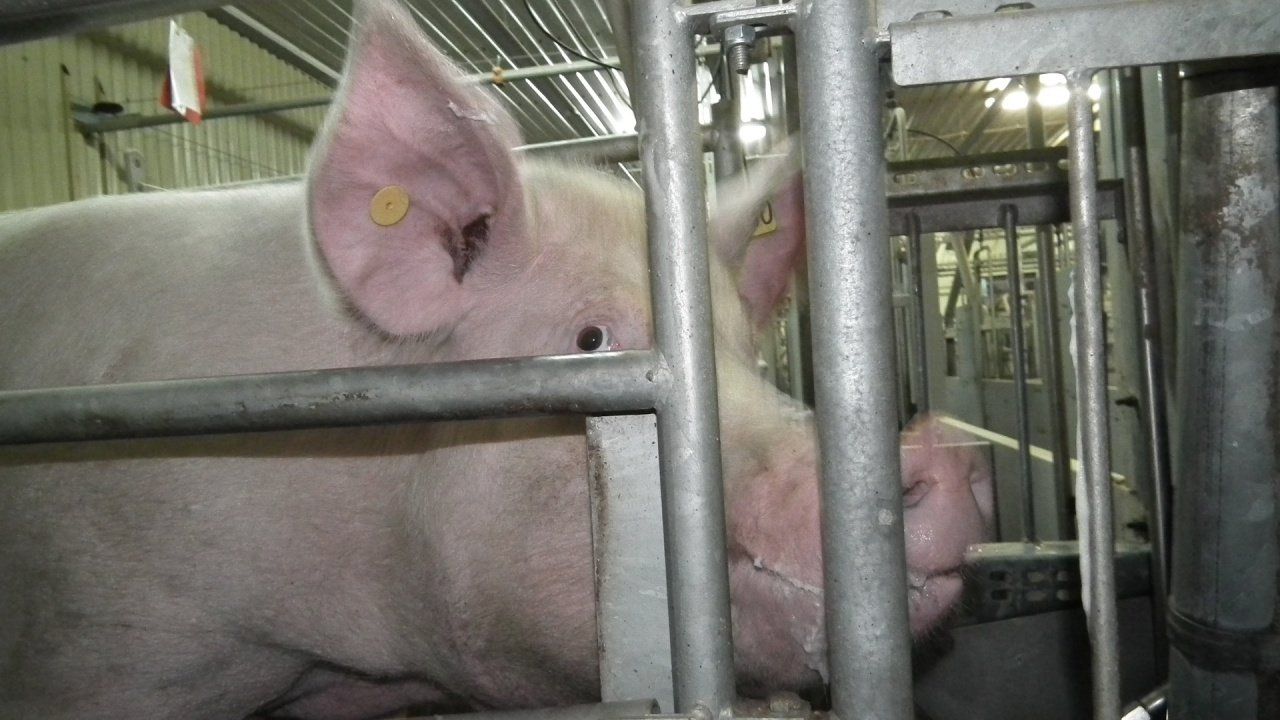 Ремонт стада свиноматок – важный компонент рентабельности производства 
