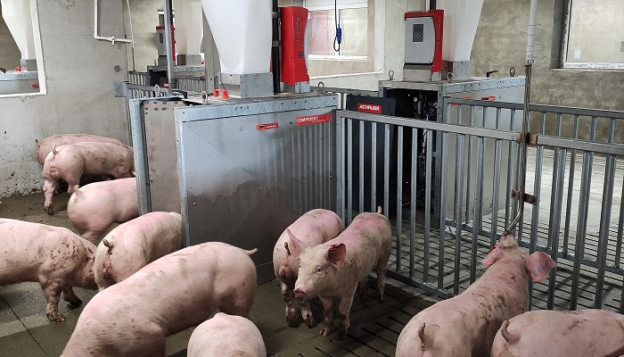 Свиноводство: научная точность станций контрольного откорма