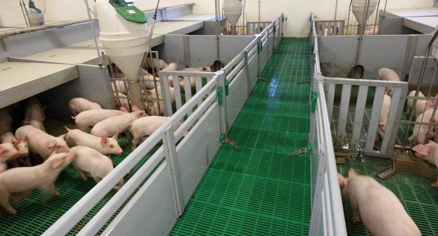Сокращение расходов при производстве свиней