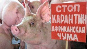 Россельхознадзор указал администрации Кубани на недостаточность мер противодействия АЧС