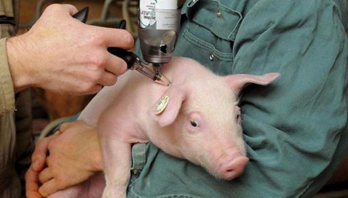 Стандартный метод работы со свиньями: Внутримышечные инъекции свиньям