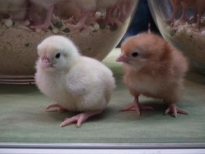 «Черкизово» растит воронежскую птицу