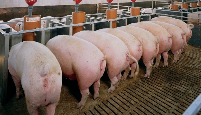 Потребность в аминокислотах у откормочных свиней Genesus. Часть 2: определение у...