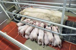Исследование связи употребления свиноматкой витамина D  с продуктивностью потомства