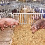 Системы ограждения свиней