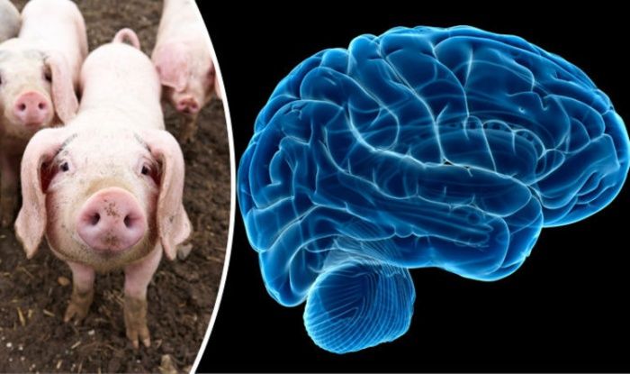 Оживили мозг свиньи через четыре часа после ее смерти ученые в США