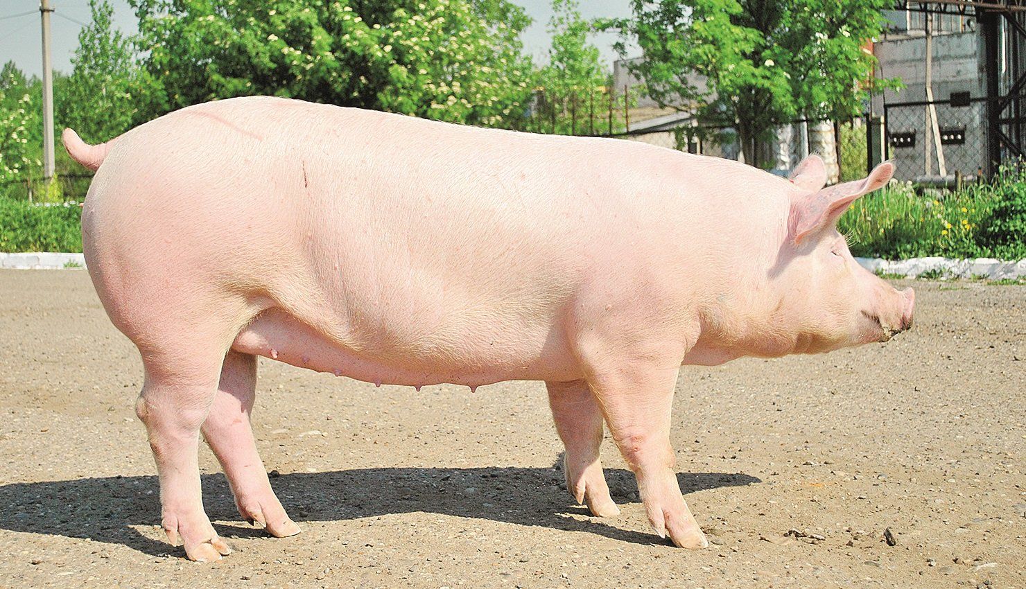 На что следует обращать внимание при выбраковке свиноматок