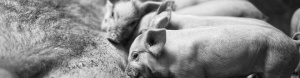 Vall Companys выбирает свиноматку TN70
