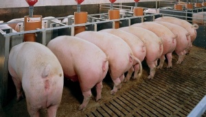 Потребность в аминокислотах у откормочных свиней Genesus. Часть 2: определение уровней усвояемого лизина в рационе