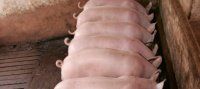 Классификация свиней на ферме при помощи сенсорной технологии