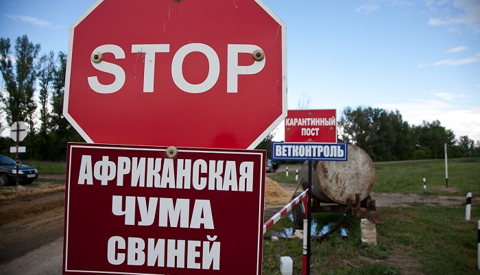 Африканская чума свиней  продолжает угрожать Костромской области