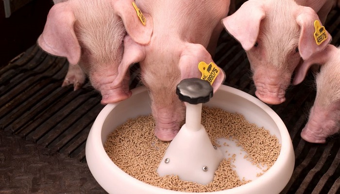 Двухфазное кормление поросят – эффективный способ снижения себестоимости свинины