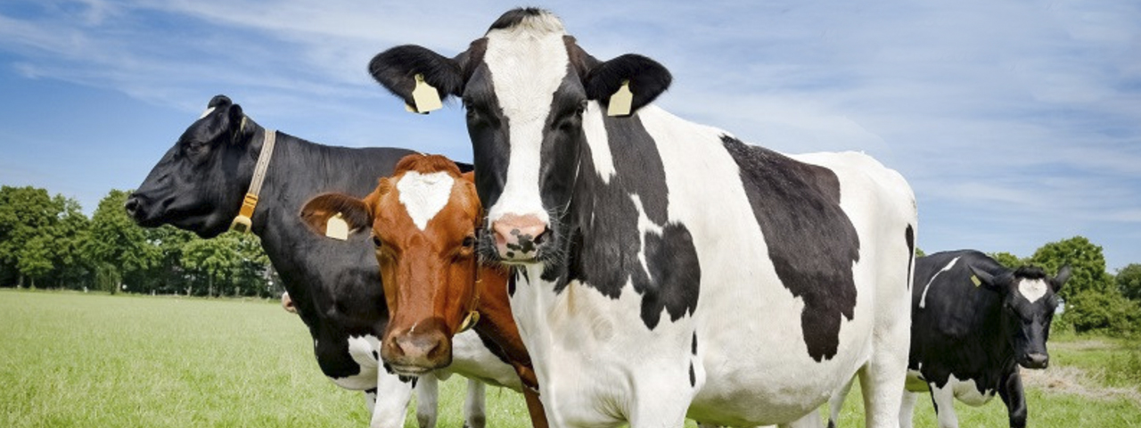 ВологдаАгроПлем