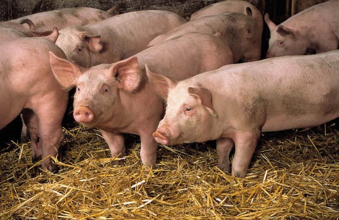 Своевременное и эффективное лечение больных свиней