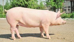 Чистые водопроводные трубы важны для обеспечения здоровья и продуктивности свиней
