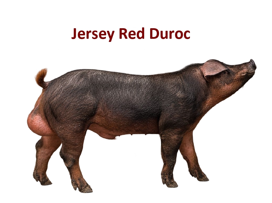 Jersey Red Duroc — премиальная генетика свиней Дюрок